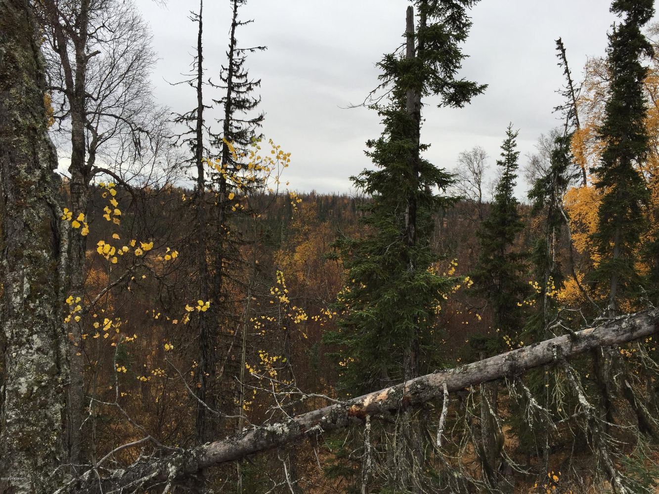 63885 Tailwind Rd, Ninilchik, AK 99639